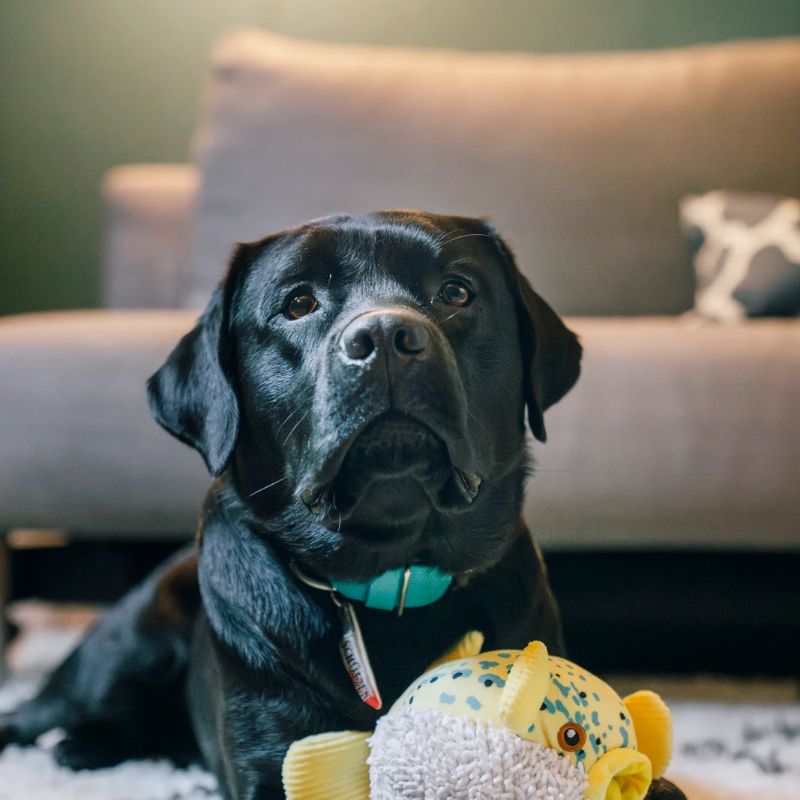 PLAY - Ocean Buddies - Puffer Fish