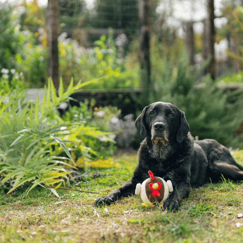 PLAY - Barnyard Buddies - Rooster