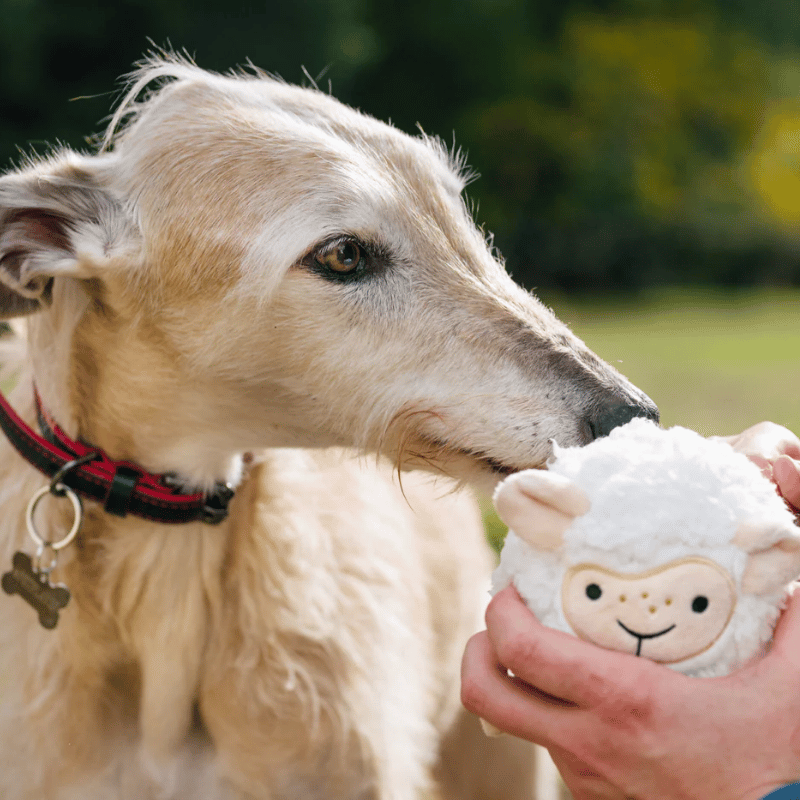 PLAY - Barnyard Buddies - Sheep