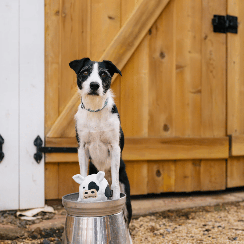 PLAY - Barnyard Buddies - Cow