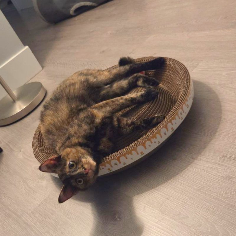 One For Pets - Cat Scratcher - Summer Hat with ball
