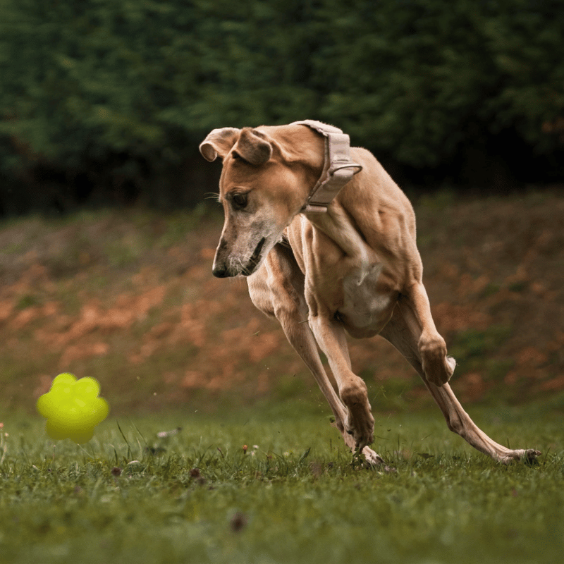 DOGLINE - Toy - Bur Ball