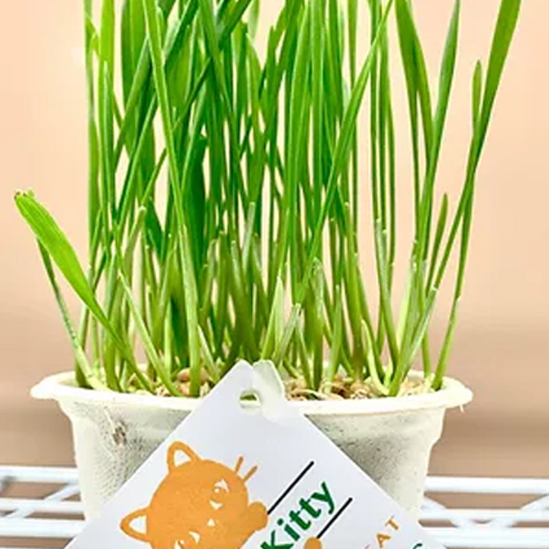 Lucky Kitty - Grow at Home Cat Grass (Case of 6)