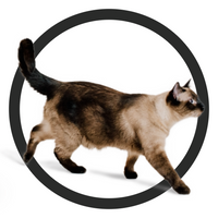 BIXBI Cat