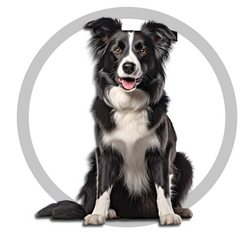 K9 Natural FD Dog Food