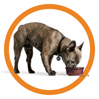 Bixbi Dog