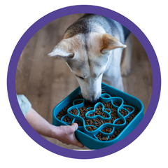 MM Interactive & Slow Feeders