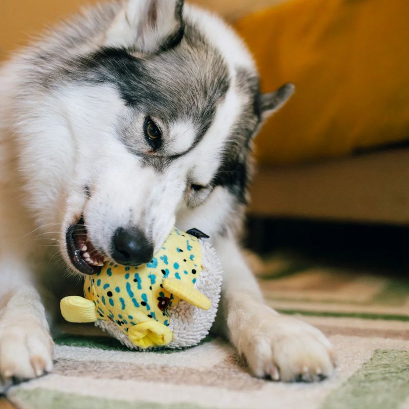 PLAY - Ocean Buddies - Puffer Fish