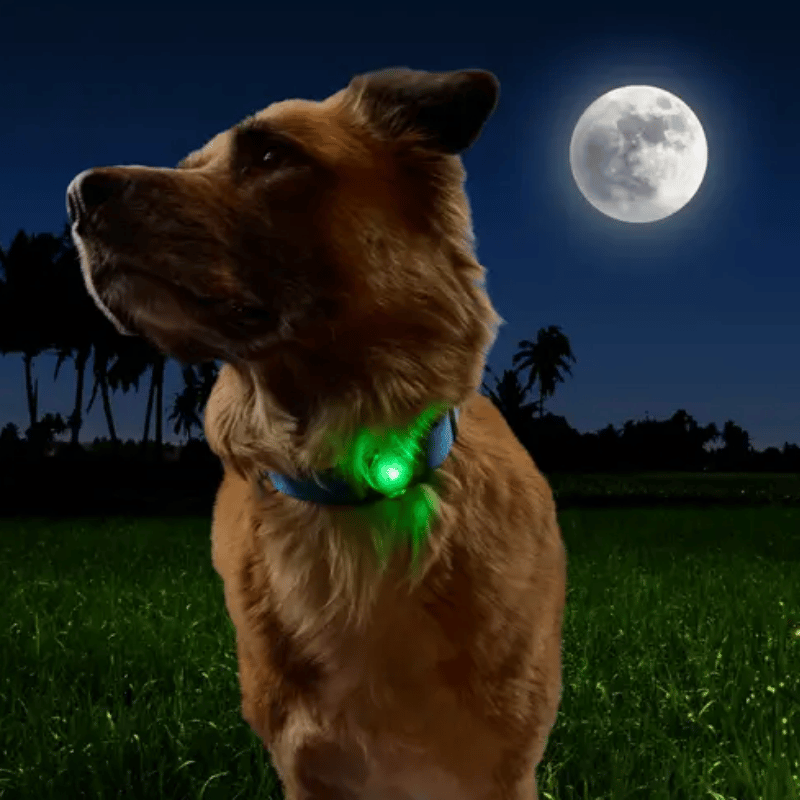 NITE IZE - NiteDog Rechargeable Pet Light - Disc-O Tech