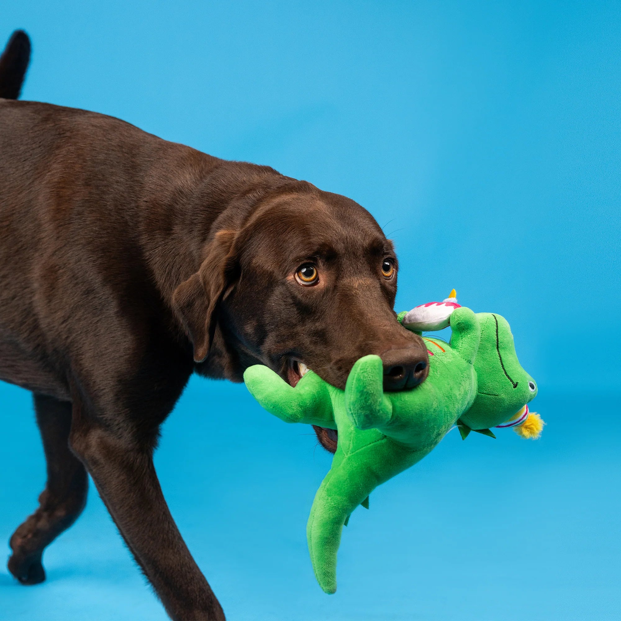 Fringe Studio - “I’m How Old?” Birthday Rex - Plush Dog Toy