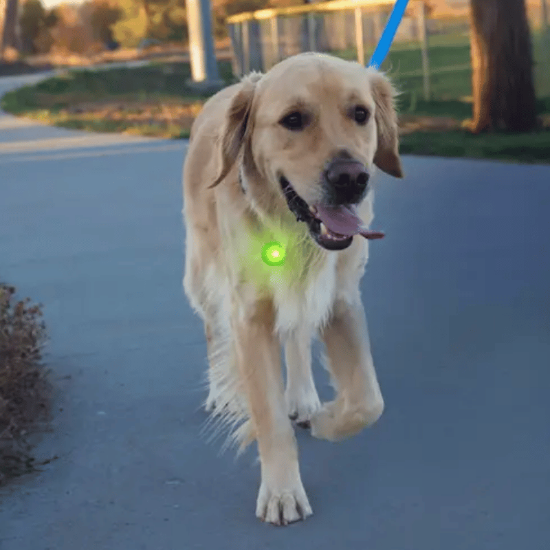 NITE IZE - Spotlit Rechargeable Collar Light