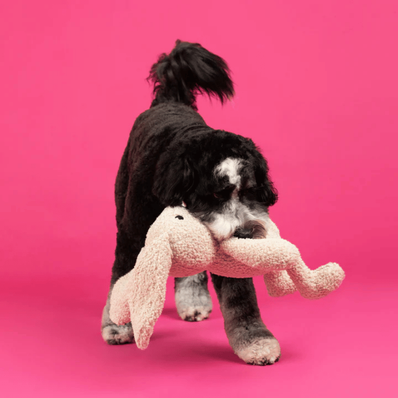 Fringe Studio - Hoppy To See You
