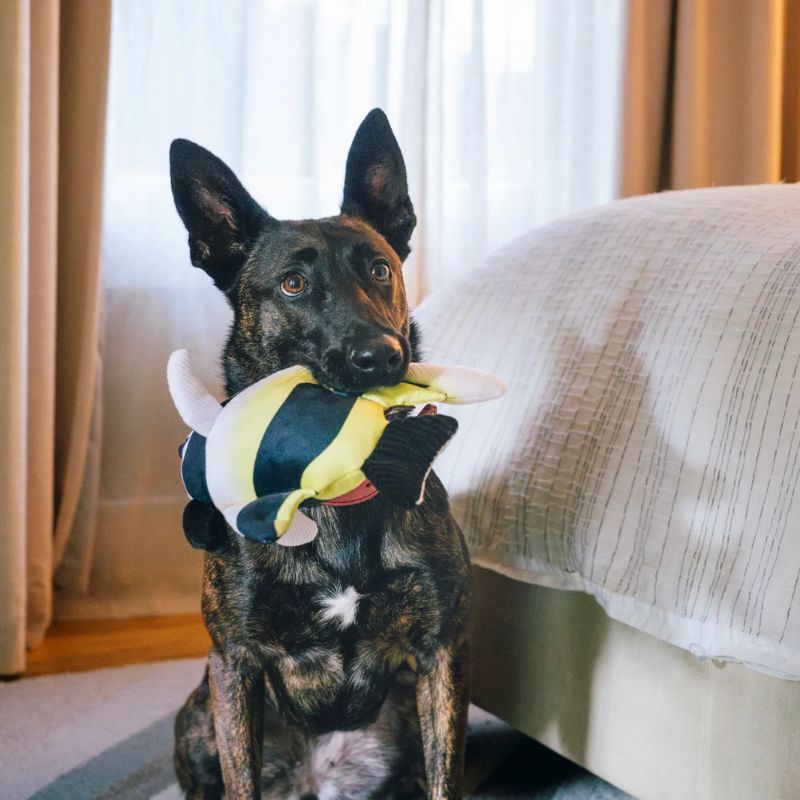 PLAY - Ocean Buddies - Moorish Idol