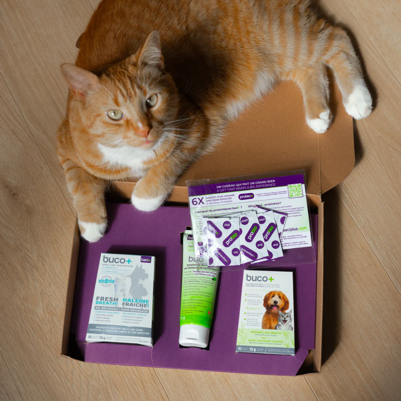 Baci+ - Buco+ - Oral Care Kit