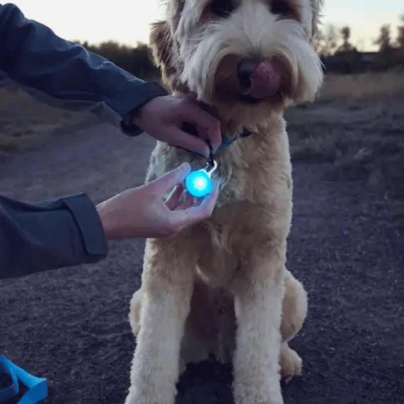 NITE IZE - Spotlit Rechargeable Collar Light