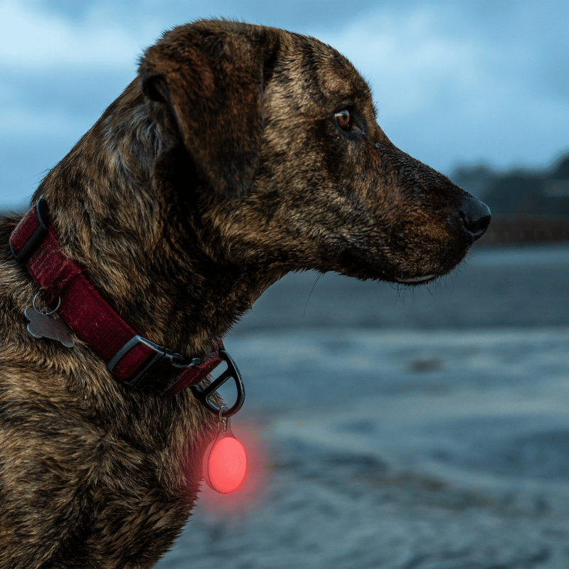 NITE IZE - Spotlit Splash - Rechargeable Collar Light Disc-O-Tech - Waterproof