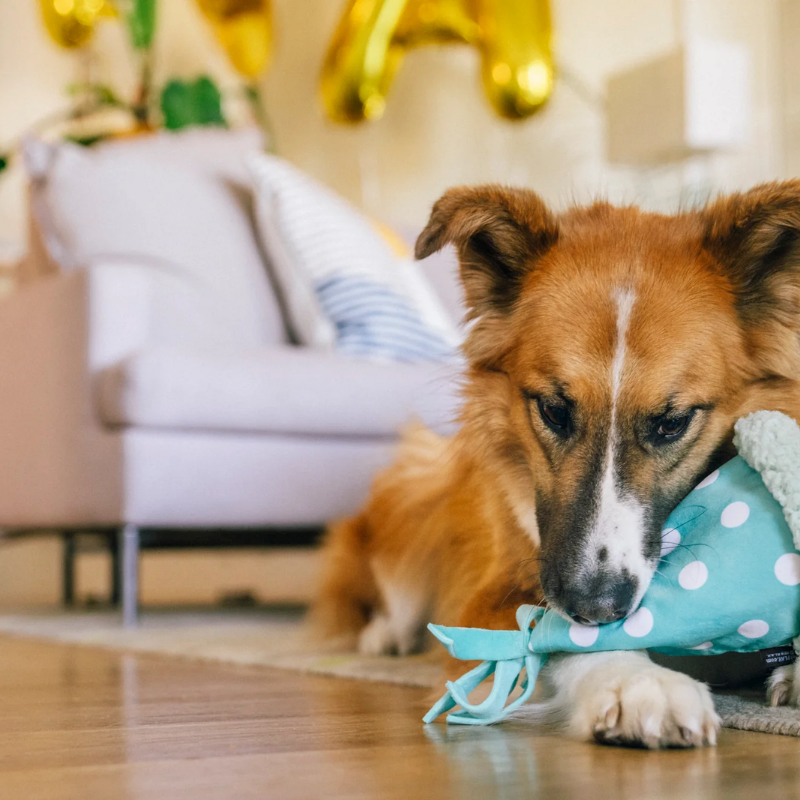 PLAY - Party Animal - Party Hat