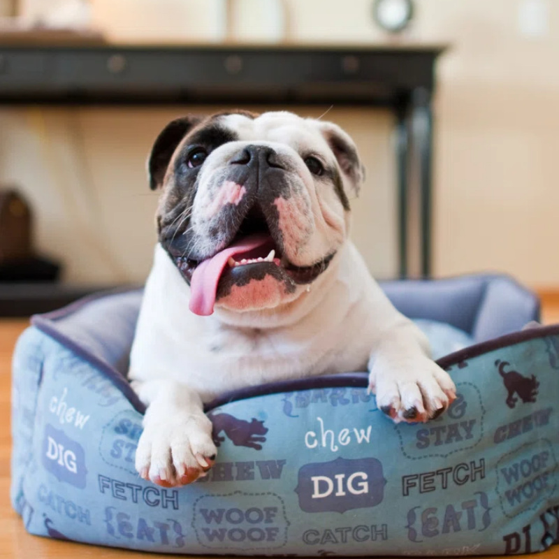 PLAY - Bed - Dog - Lounge - Dog's Life - Light Blue - Extra Large