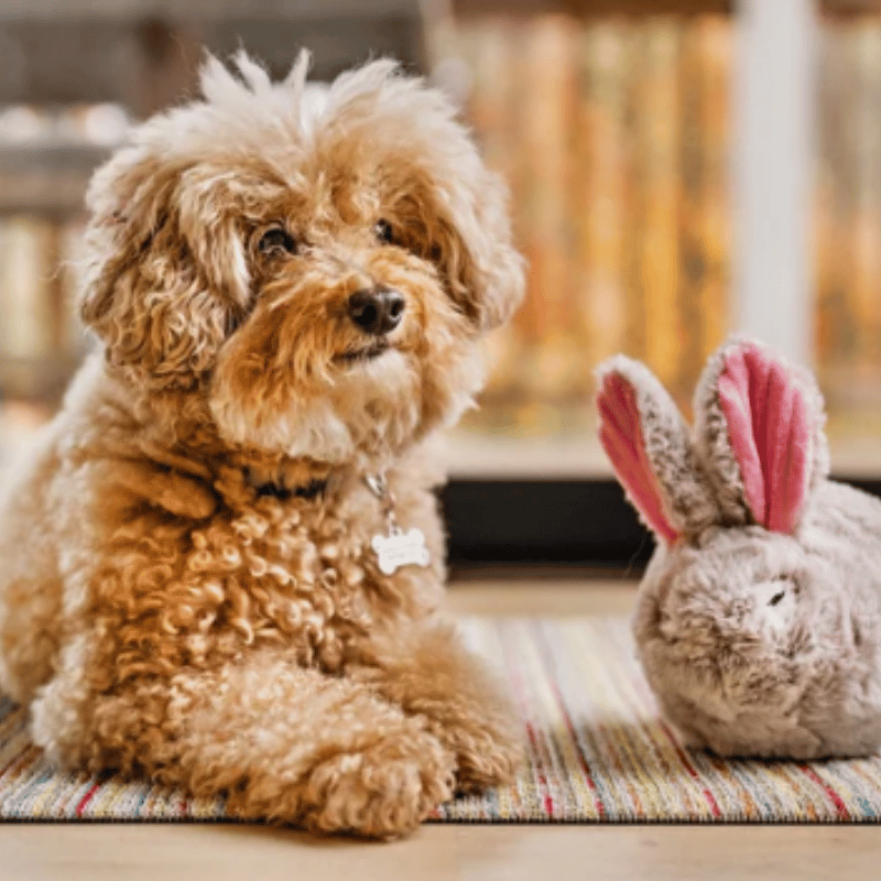PLAY - Forest Friends Collection - Baxter Bunny