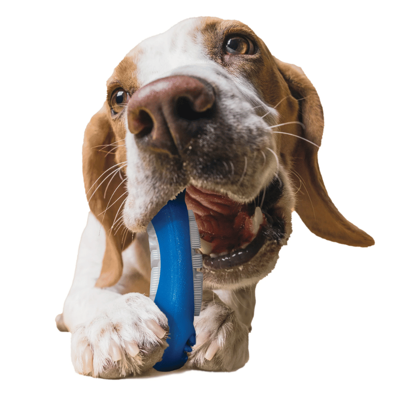 FouFou Brands - Brush 'n Bite