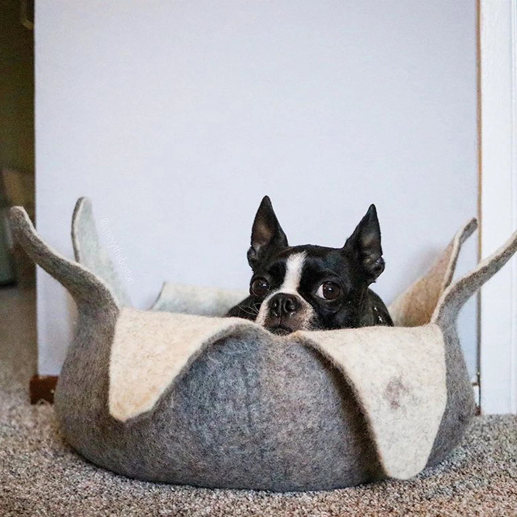 Dharma Dog Karma Cat - Basket - 20" Petals