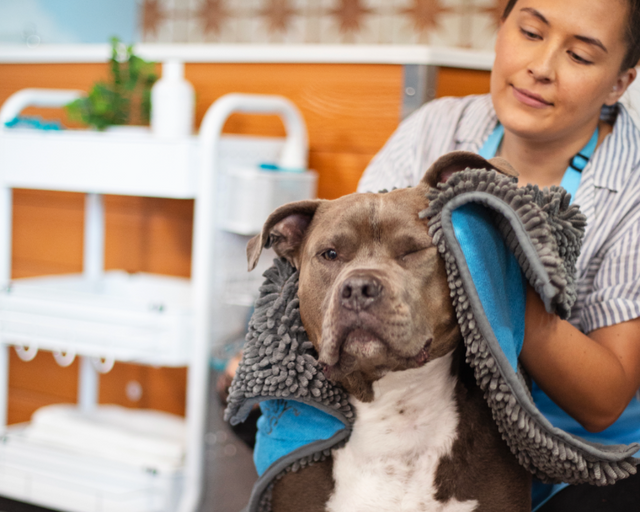 Woman holding a brown and white dog wrapped in a towel in a veterinary clinic.