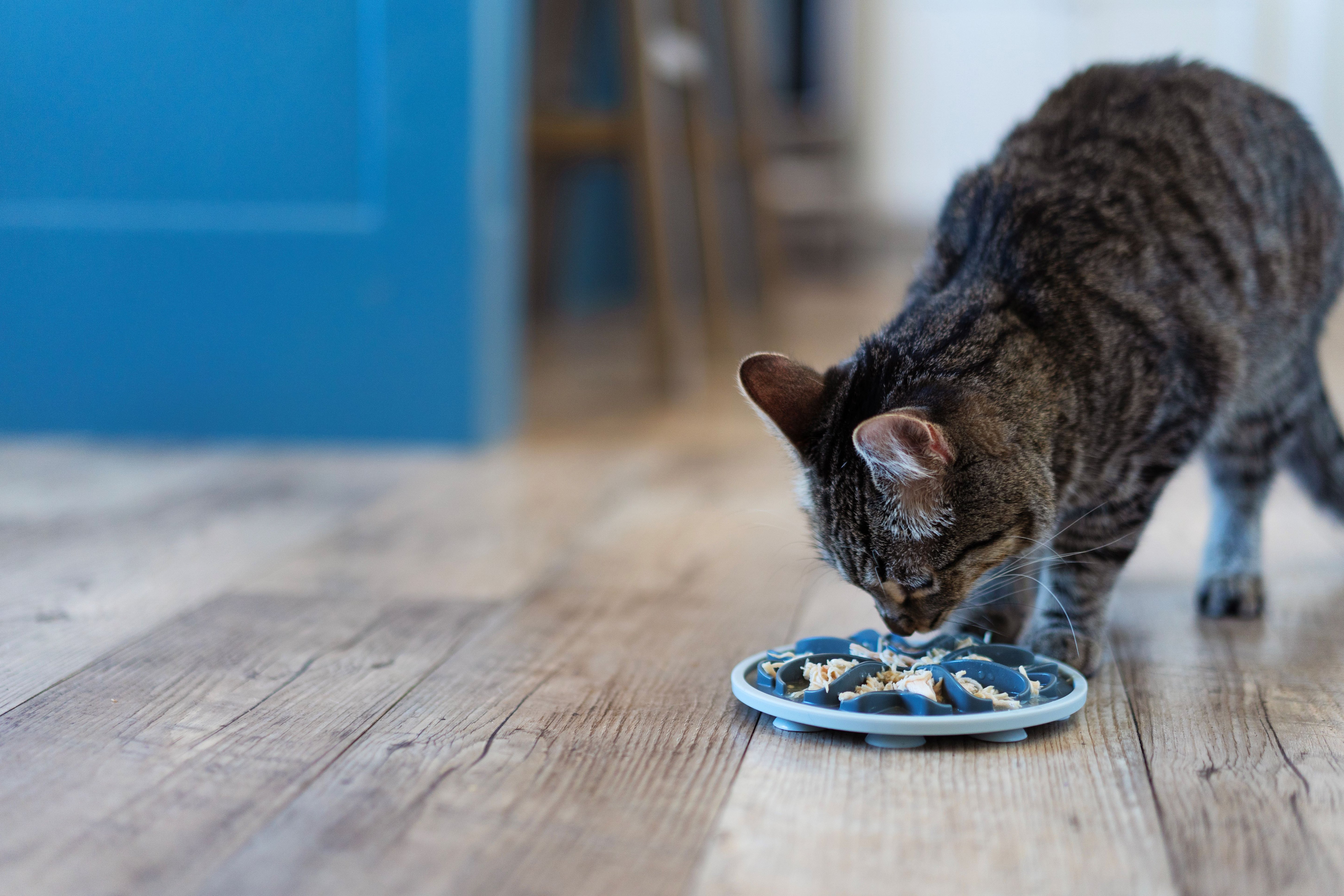Messy Cats - Interactive Slow Feeder 6"
