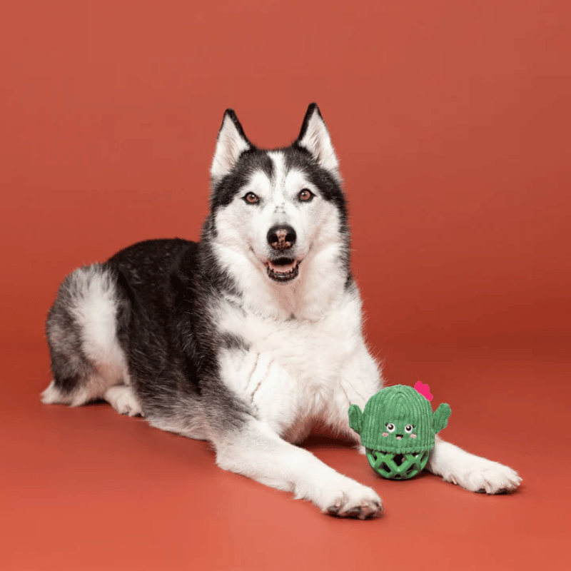 Fringe Studio - Dog - Toy - Durable - Rubber - Dura Club - Prickly But Sweet