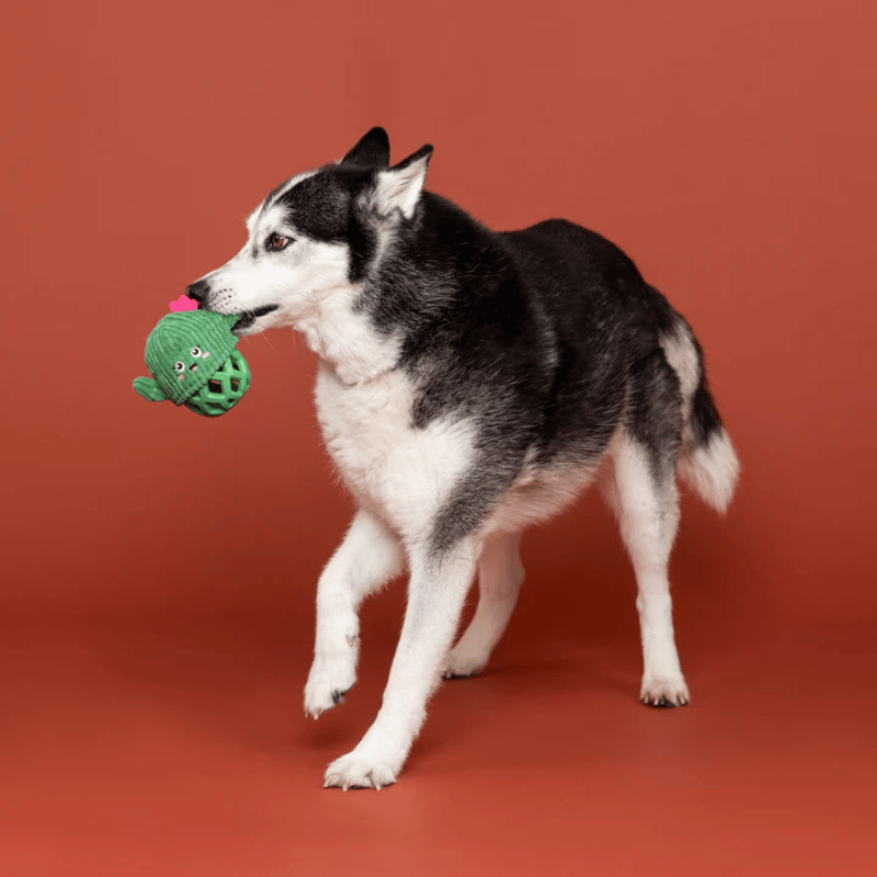 Fringe Studio - Dog - Toy - Durable - Rubber - Dura Club - Prickly But Sweet