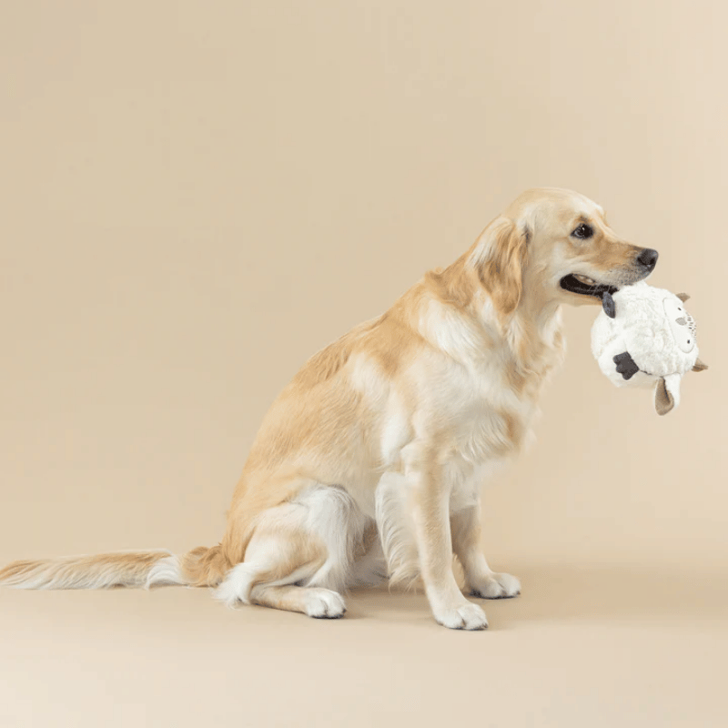 Fringe Studio - Dog - Toy - Earth Friendly - Whoooo's There 3D