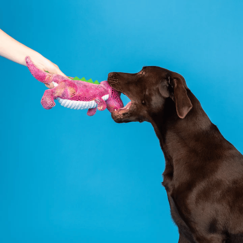 Fringe Studio - Dog - Toy - Plush - Embrace Your Colors