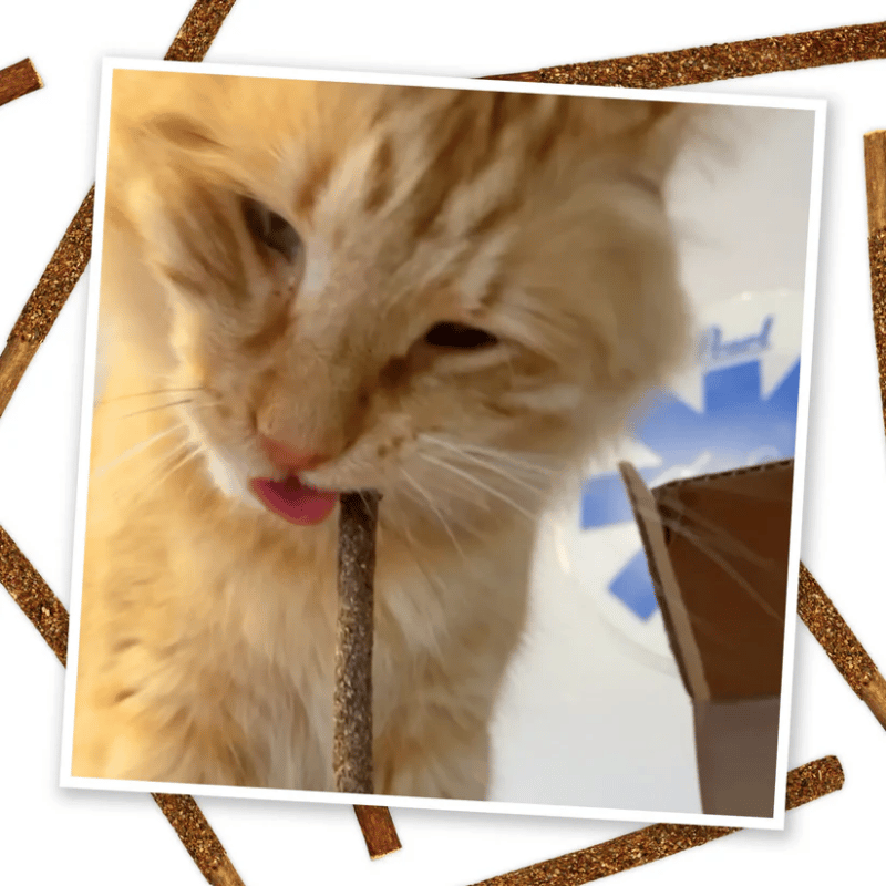 Meowijuana - Fruit Sticks - Silvervine sticks with Silverine Flower