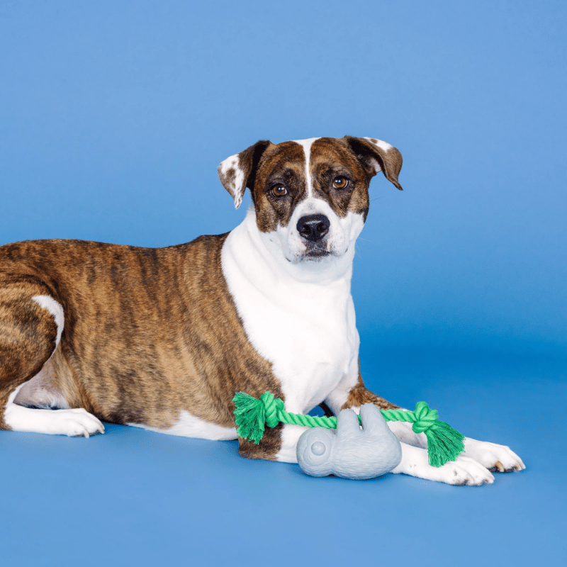 Fringe Studio - Dog - Toy - Durable - Rubber - Dura Club - How's It Hanging?