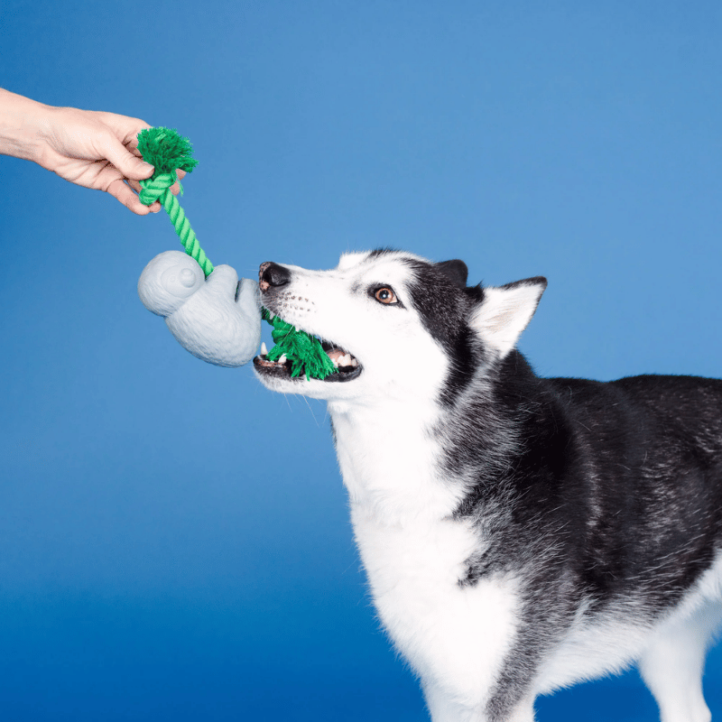 Fringe Studio - Dog - Toy - Durable - Rubber - Dura Club - How's It Hanging?