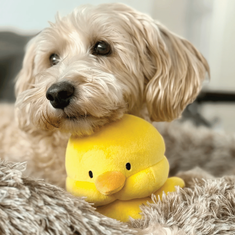 FoufouBRANDS - Marshmallow Squishers - Chick