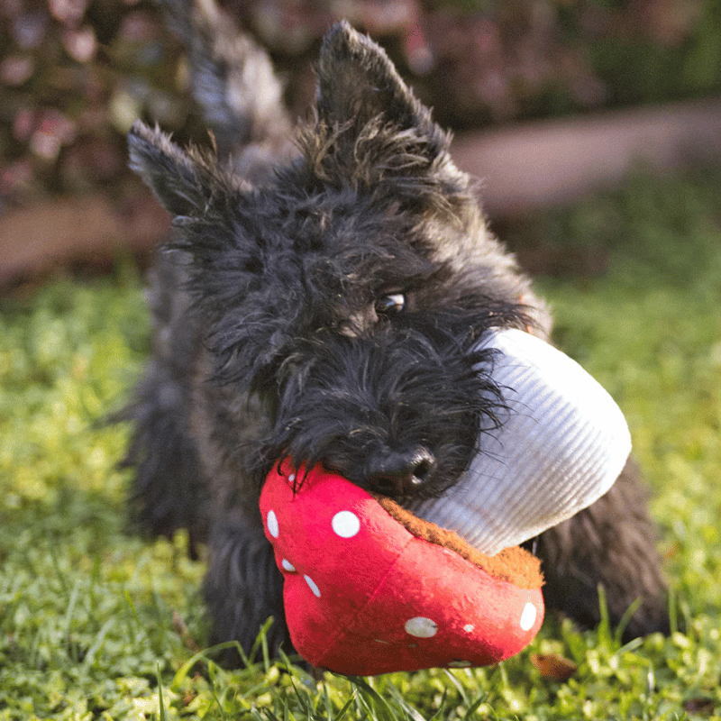 PLAY - Blooming Buddies - Mutt Mushroom
