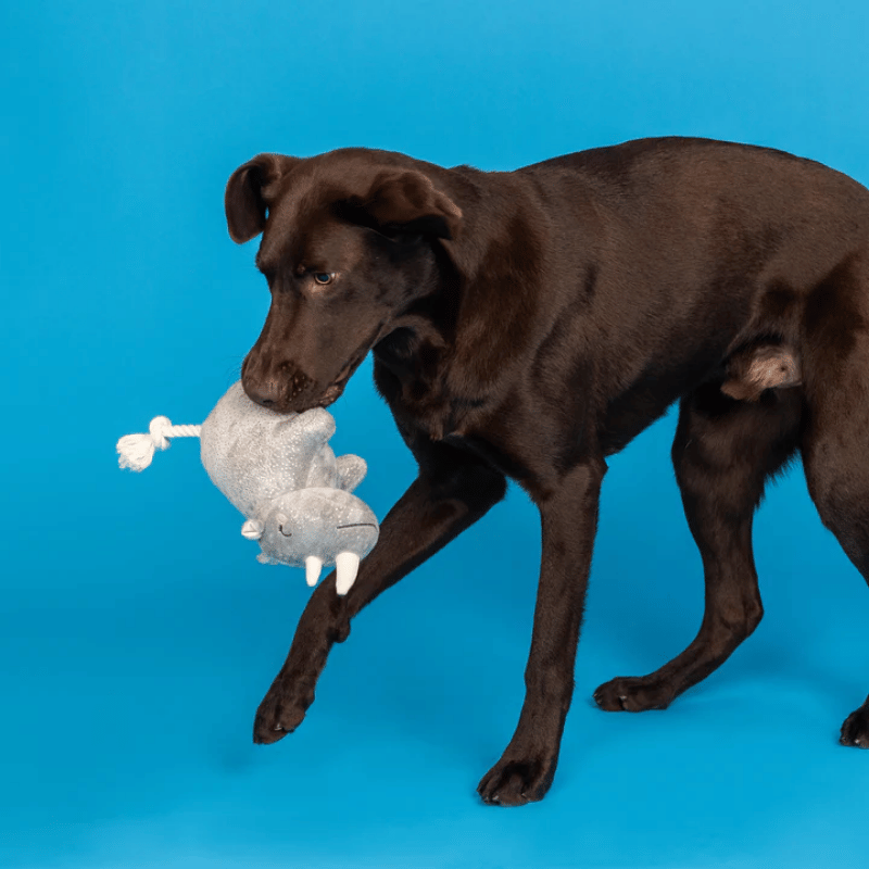 Fringe Studio - Dog - Toy - Plush - Rhino You Want Me