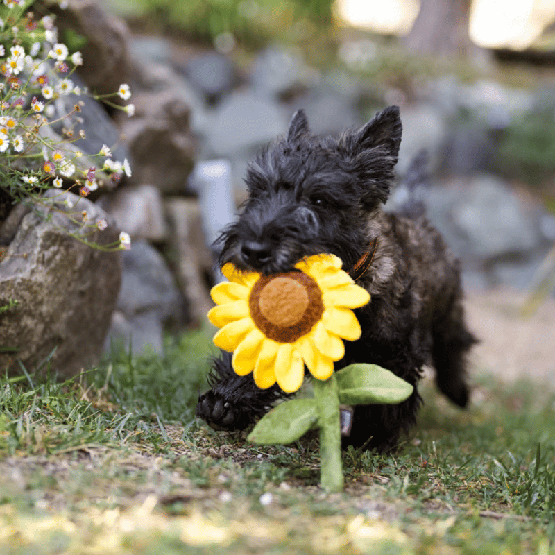 PLAY - Blooming Buddies - Sassy Sunflower