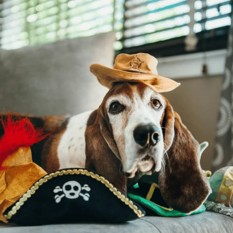 PLAY - Mutt Hatter Collection - Sheriff