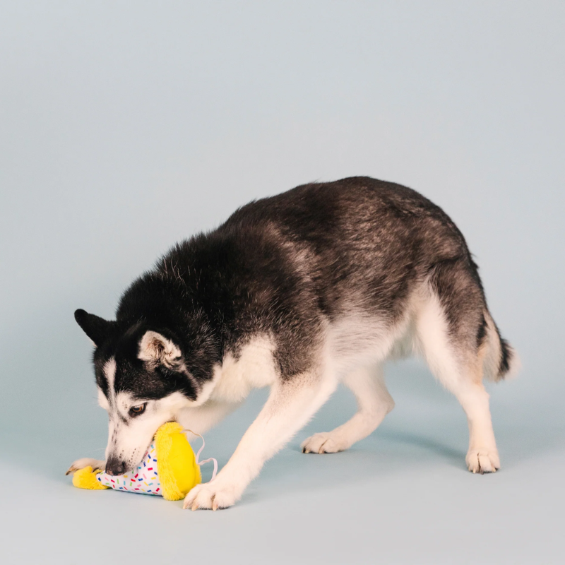 Fringe Studio - Time To Celebrate Plush Dog Toy