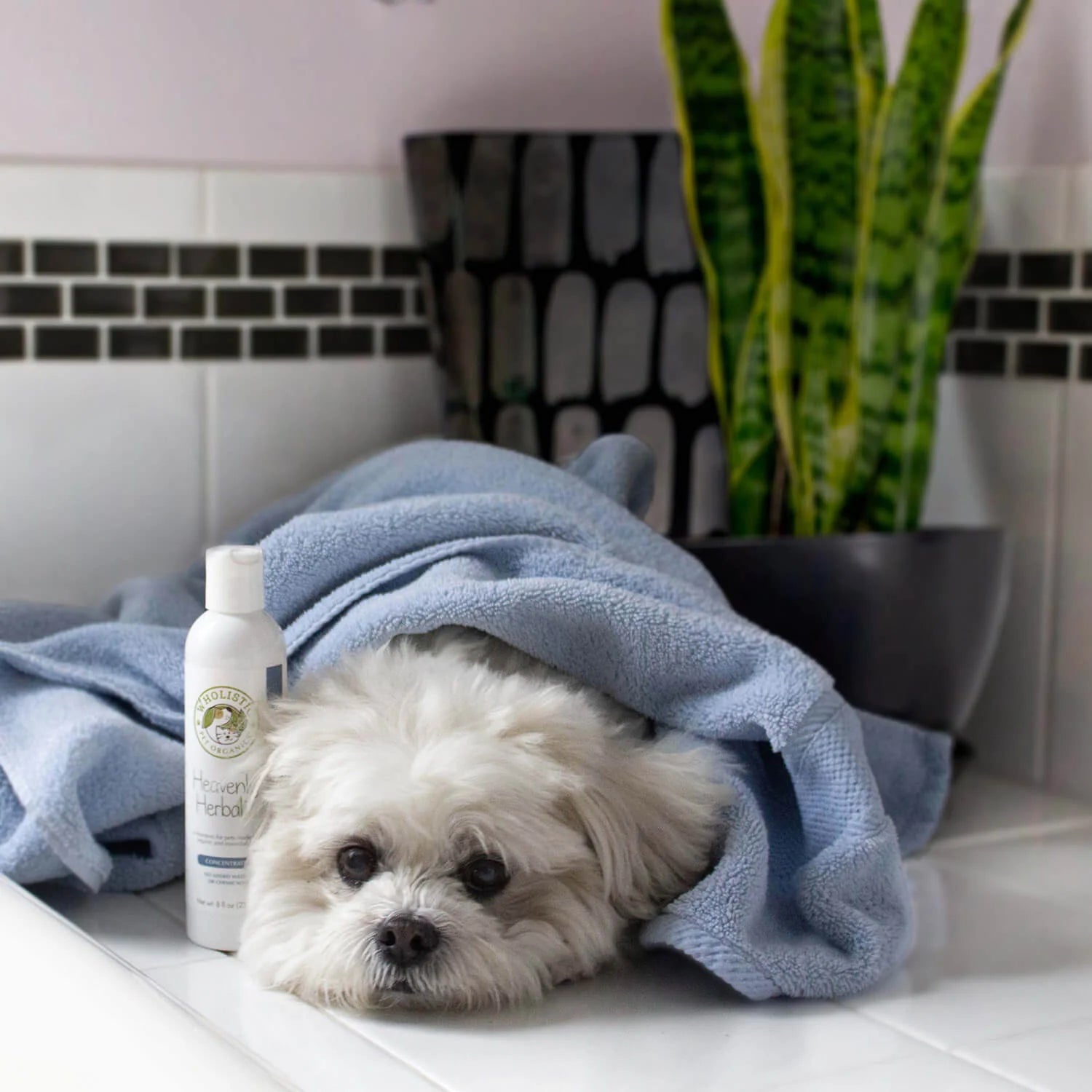 Wholistic Pet Organics - Heavenly Herbal Pet Shampoo