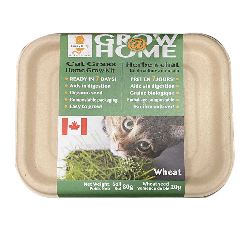 Lucky Kitty - Grow at Home Cat Grass (Case of 6)