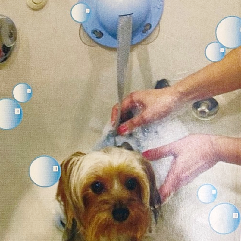 Paw Wash - Bath Leash for Pets